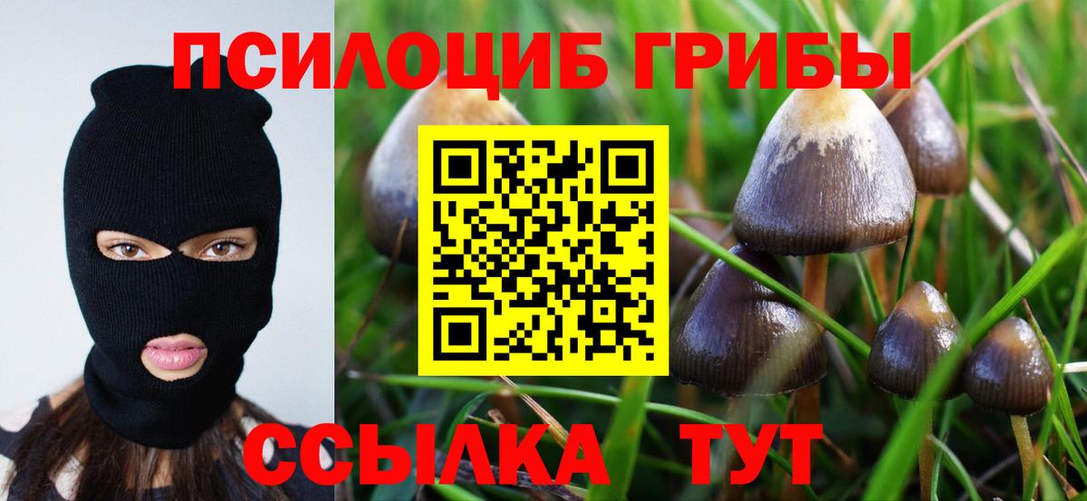 Псилоцибиновые грибы Psilocybe Артём